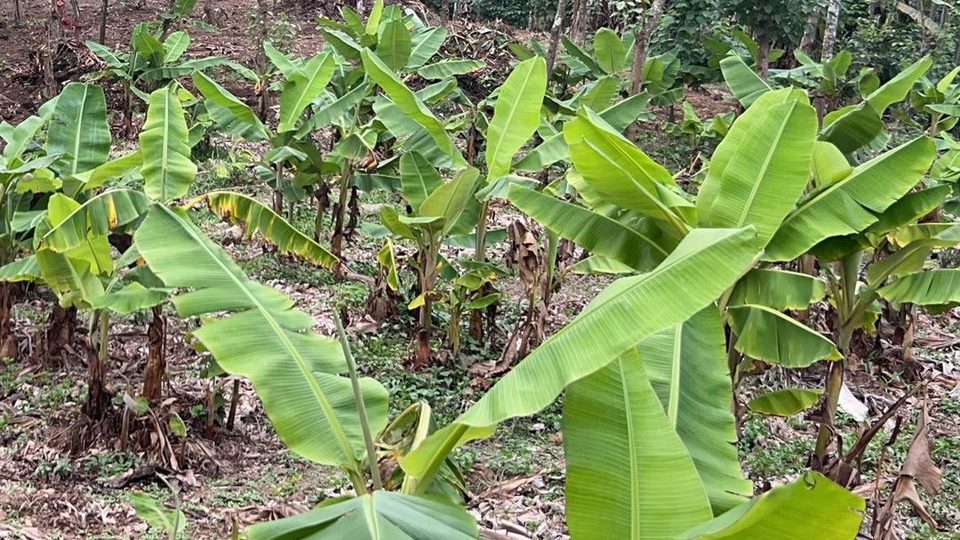Banana plants in the farm