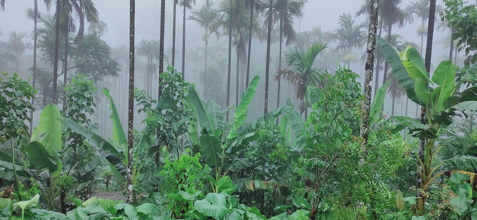Mist through the areca